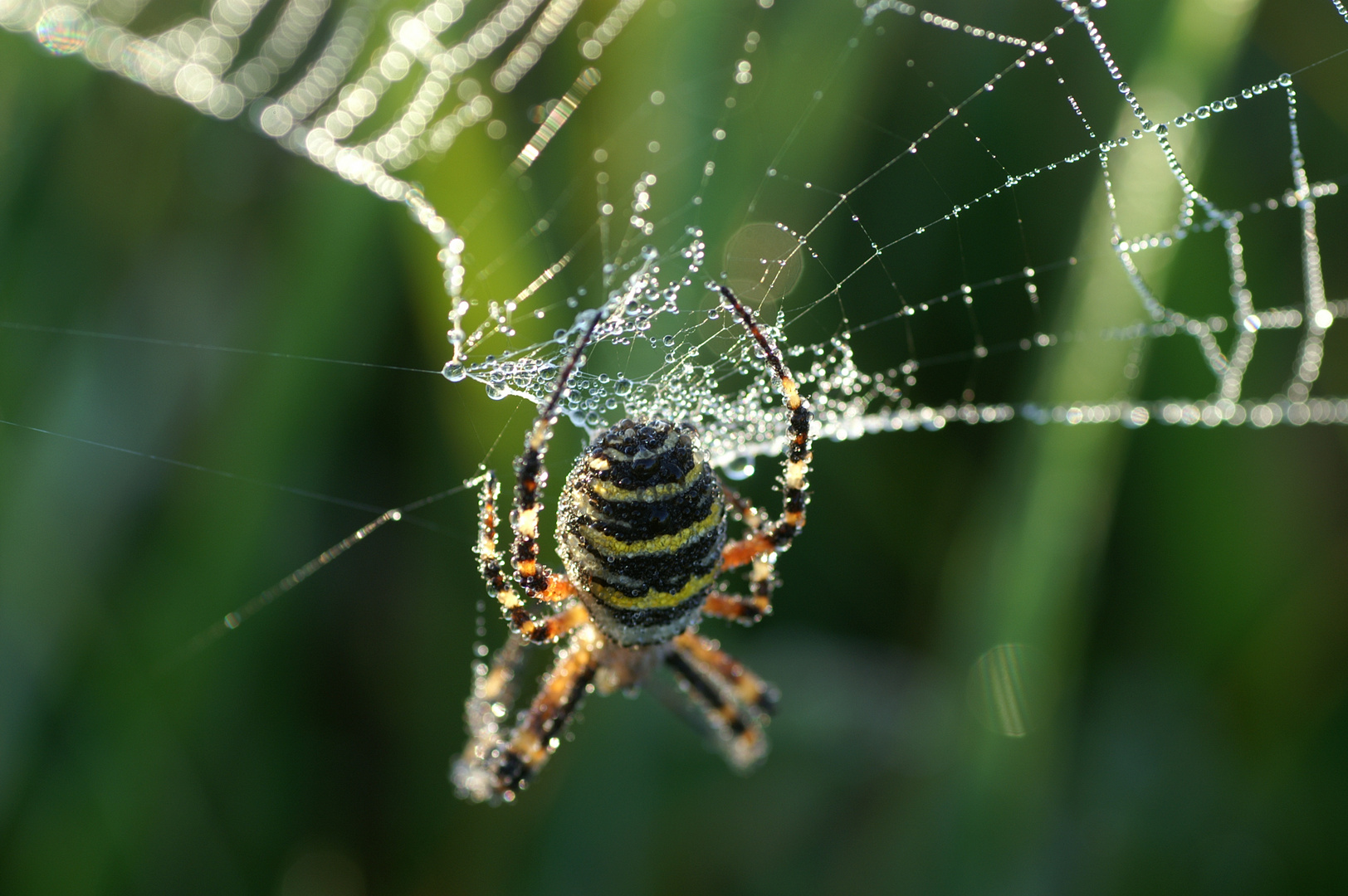 Wespenspinne im Morgentau