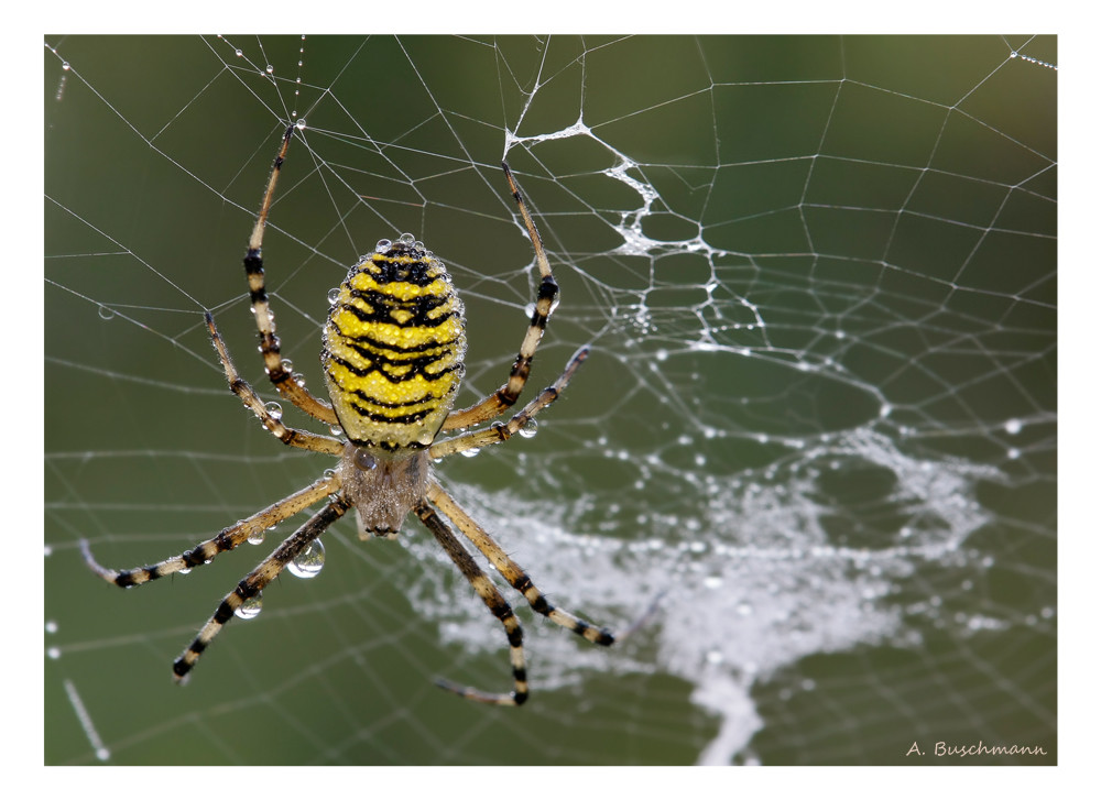 Wespenspinne im Netz