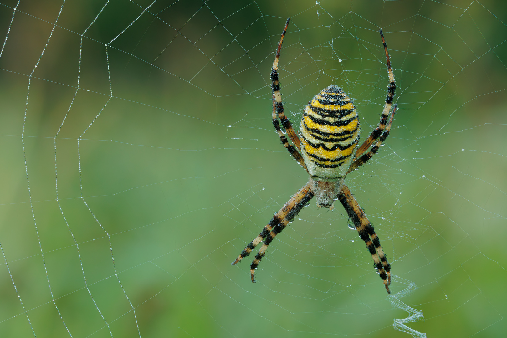 Wespenspinne im Netz