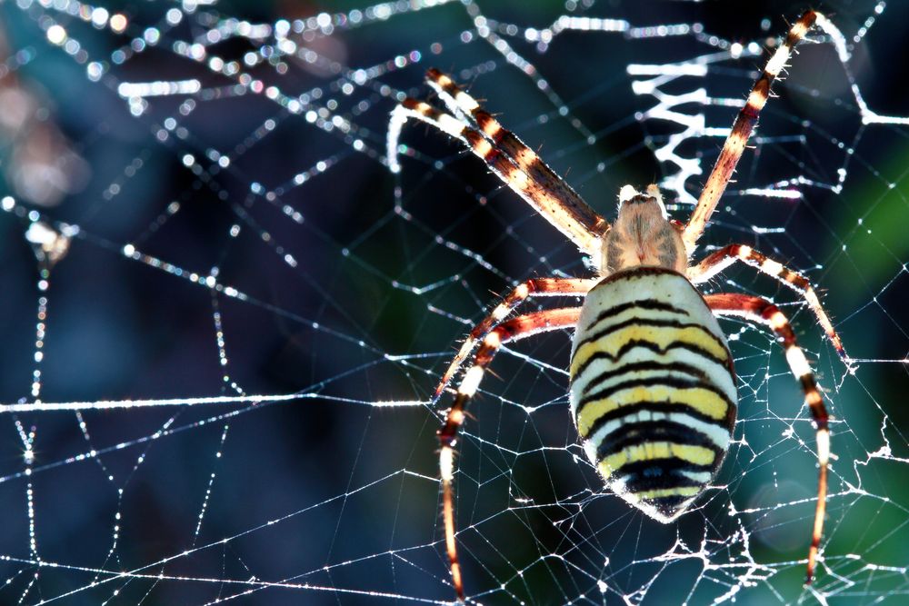 Wespenspinne im Sonnenlicht von CopyLuwak 