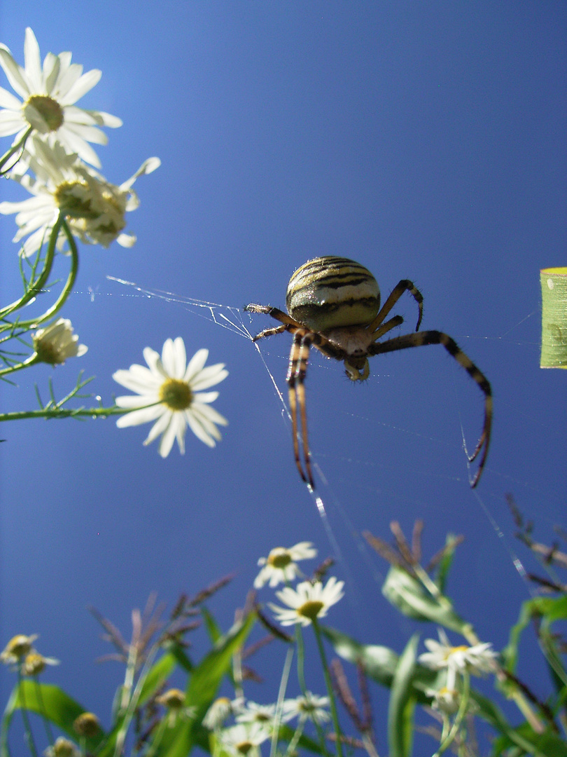 Wespenspinne in einer Blumenwiese