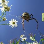 Wespenspinne in einer Blumenwiese