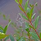 Wespenspinne in ihrem herbstlichen Netz wartet auf Beute.