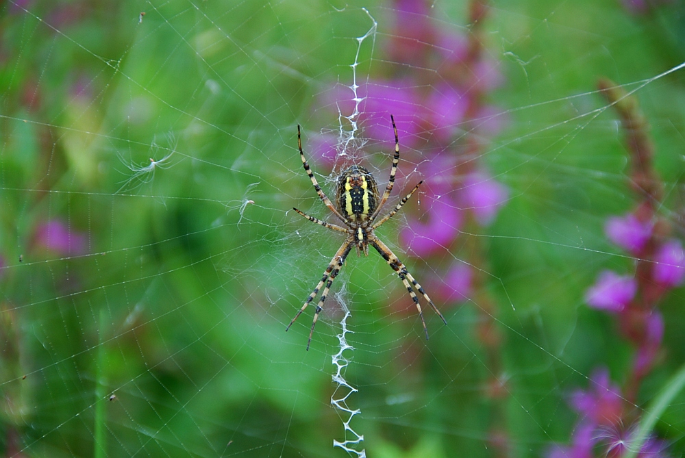Wespenspinne in ihrem Spinnennetz