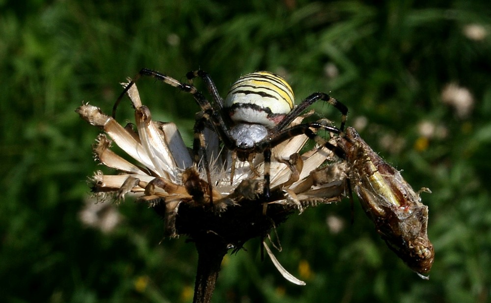 wespenspinne/ manchmal auch zebraspinne genannt