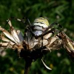 wespenspinne/ manchmal auch zebraspinne genannt