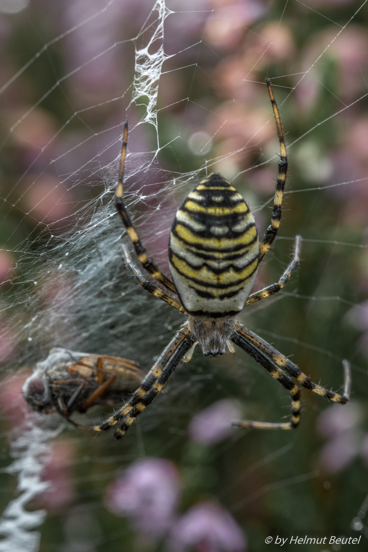 Wespenspinne mit Beute