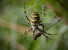 wespenspinne mit beute