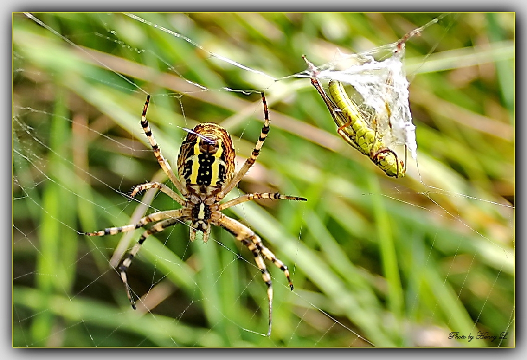 Wespenspinne mit Beute