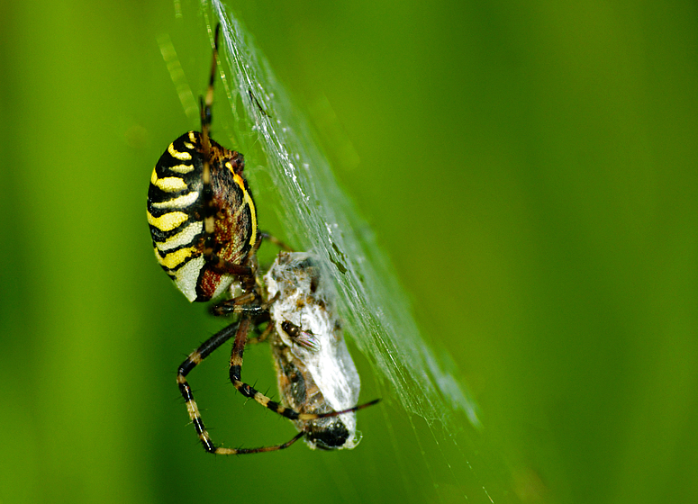 Wespenspinne mit Beute und Futtergast