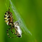 Wespenspinne mit Beute und Futtergast