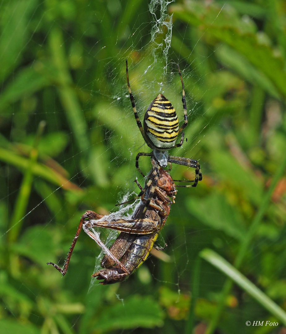 Wespenspinne mit erbeuteter Heuschrecke