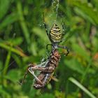 Wespenspinne mit erbeuteter Heuschrecke