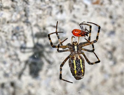 Wespenspinne mit Feuerwanze