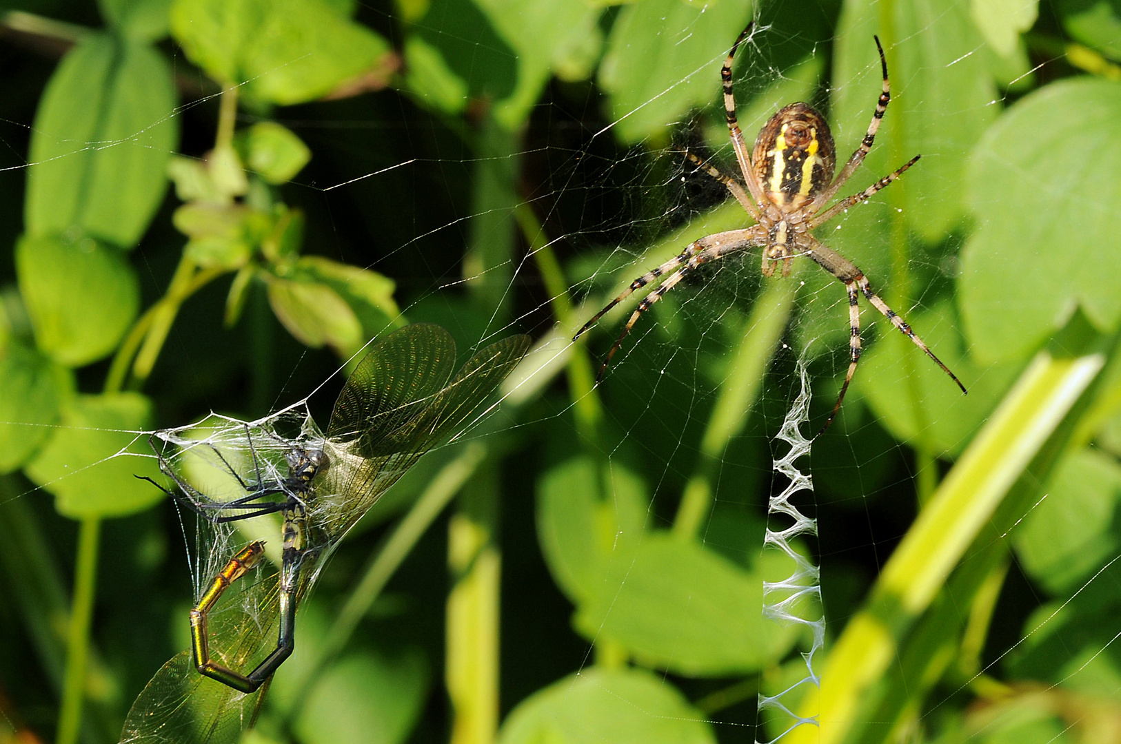 Wespenspinne mit gefangener Libelle