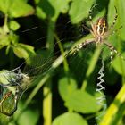 Wespenspinne mit gefangener Libelle