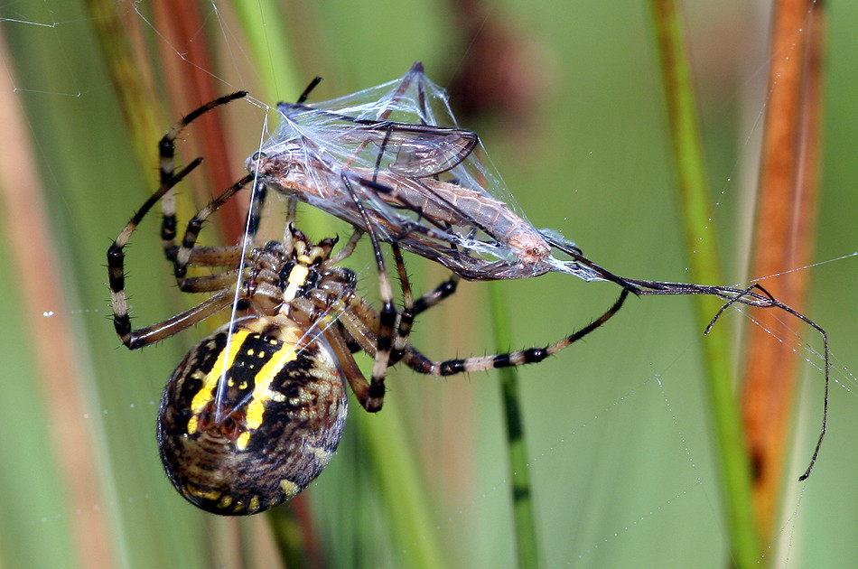 Wespenspinne mit gefangener Schnake