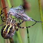 Wespenspinne mit gefangener Schnake