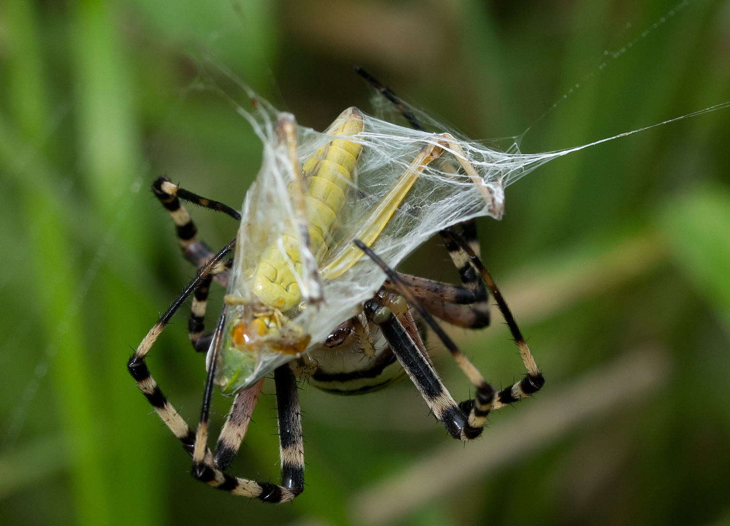 Wespenspinne mit Grashüpfer