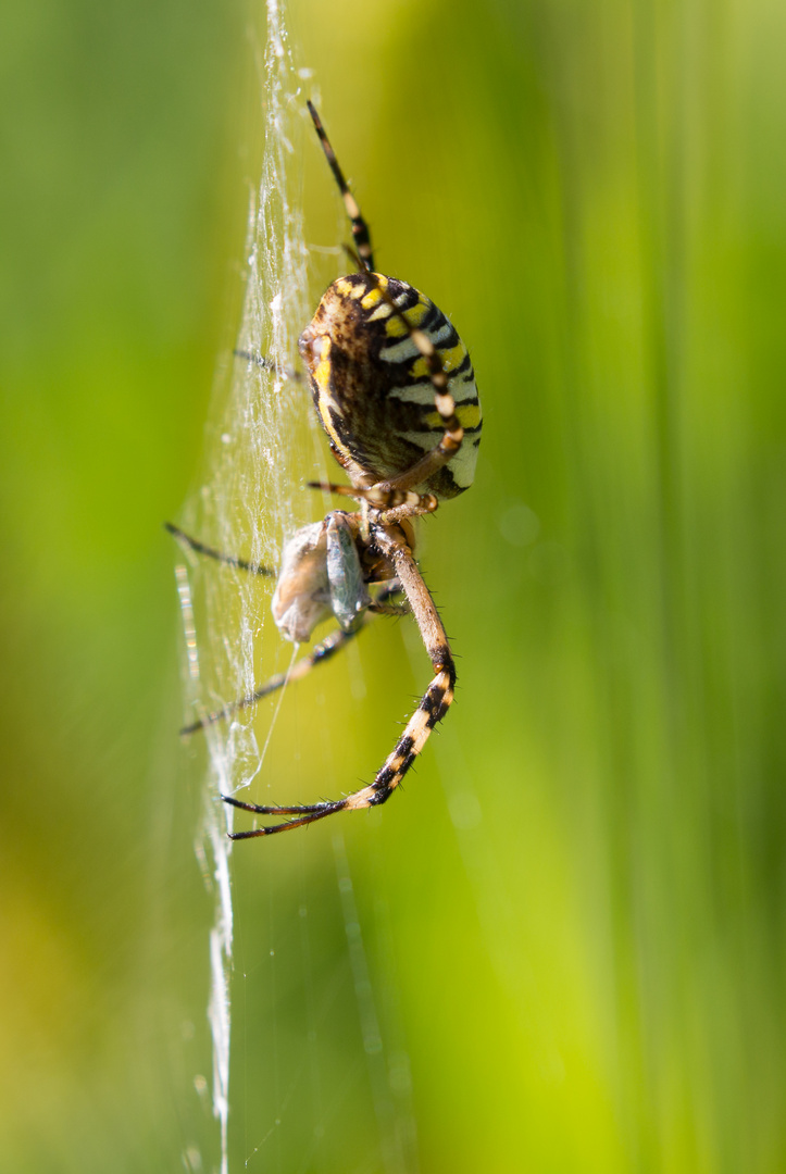 Wespenspinne mit Insektenroulade