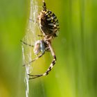 Wespenspinne mit Insektenroulade