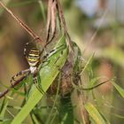 Wespenspinne mit Kokon, Netz und Männchen