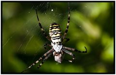 Wespenspinne mit Nachwuchs