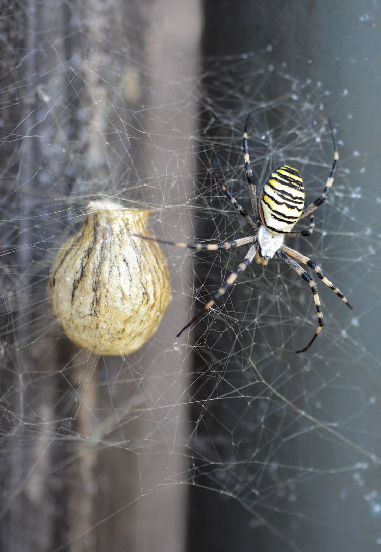 Wespenspinne mit Nest