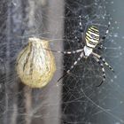 Wespenspinne mit Nest