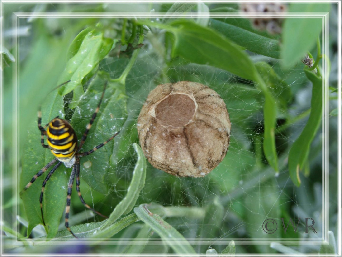 Wespenspinne Mit Nest Foto Bild Tiere Natur Bilder Auf Fotocommunity