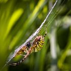 Wespenspinne, nach dem Frühstück