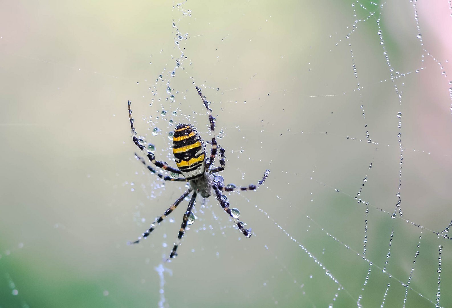 Wespenspinne oder auch Zebraspinne