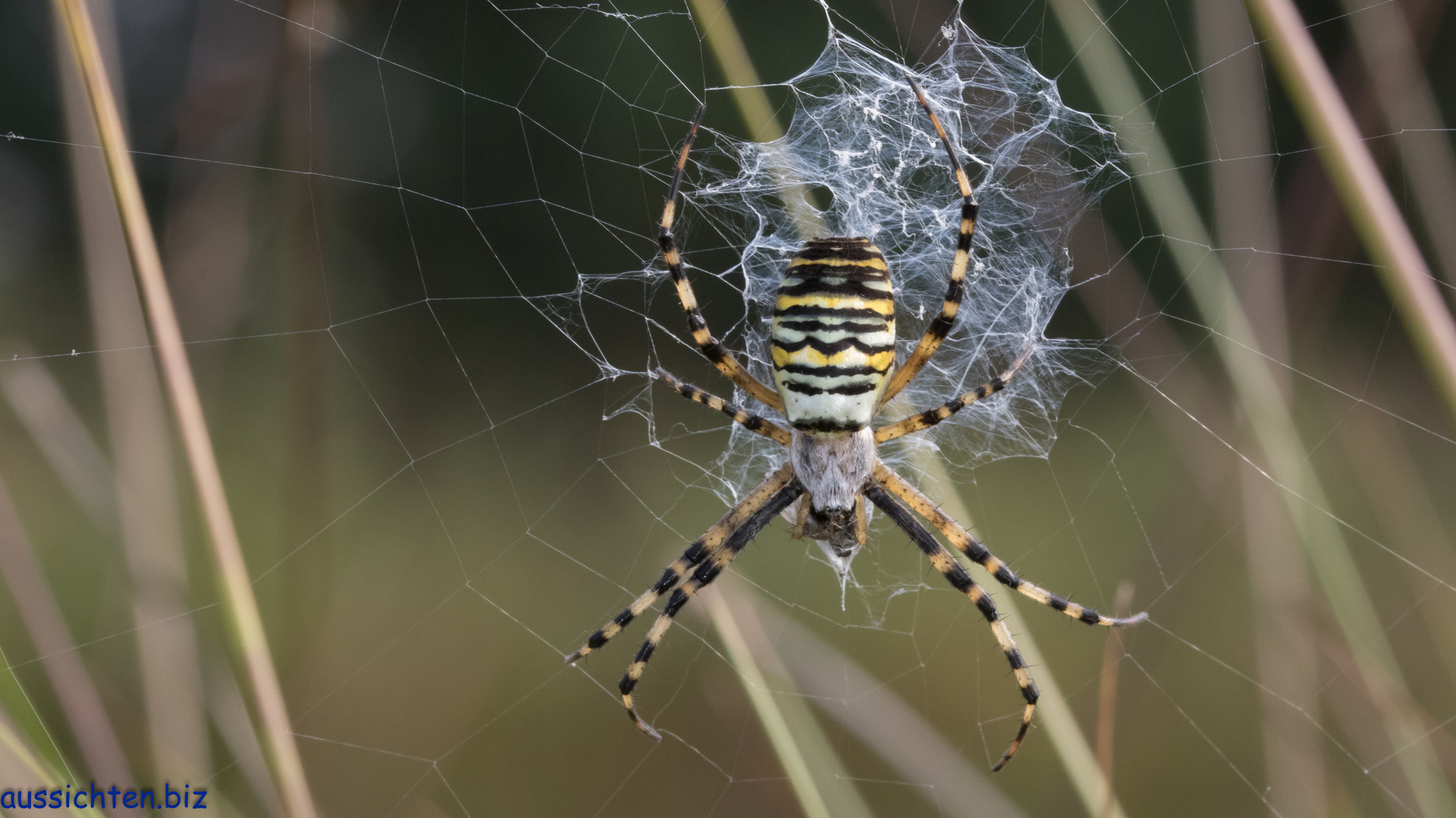 Wespenspinne oder Zebraspinne - Argiope bruennichi-2017-09-23-004