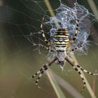 Wespenspinne oder Zebraspinne - Argiope bruennichi-2017-09-23-004