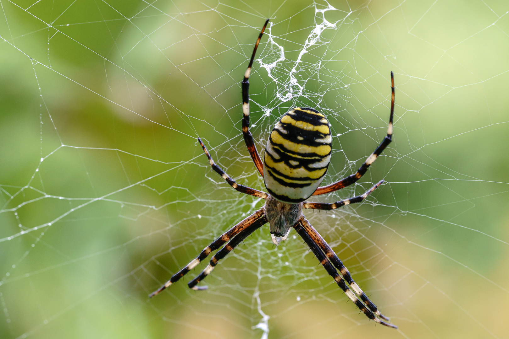 Wespenspinne oder Zebraspinne