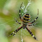 Wespenspinne oder Zebraspinne