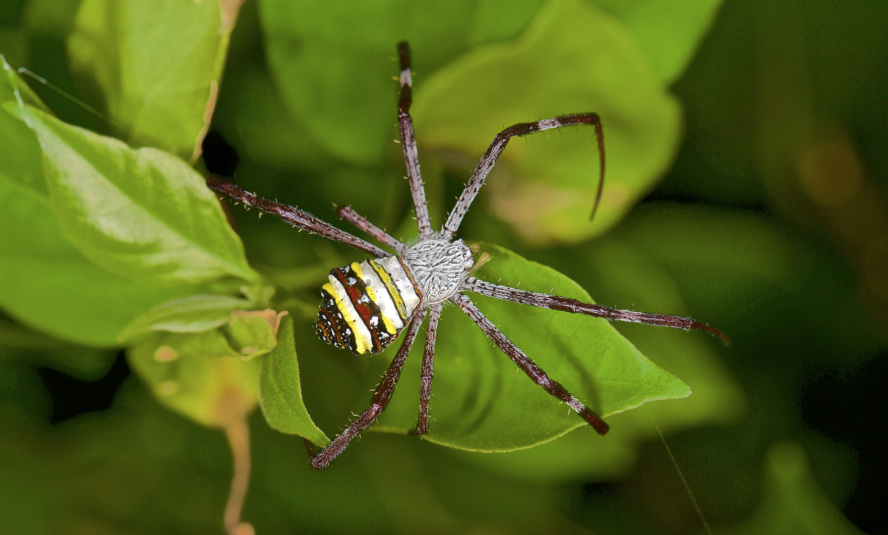 Wespenspinne sp. aus dem Tropischen Regenwald von Thailand