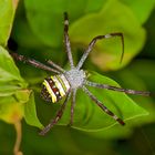 Wespenspinne sp. aus dem Tropischen Regenwald von Thailand