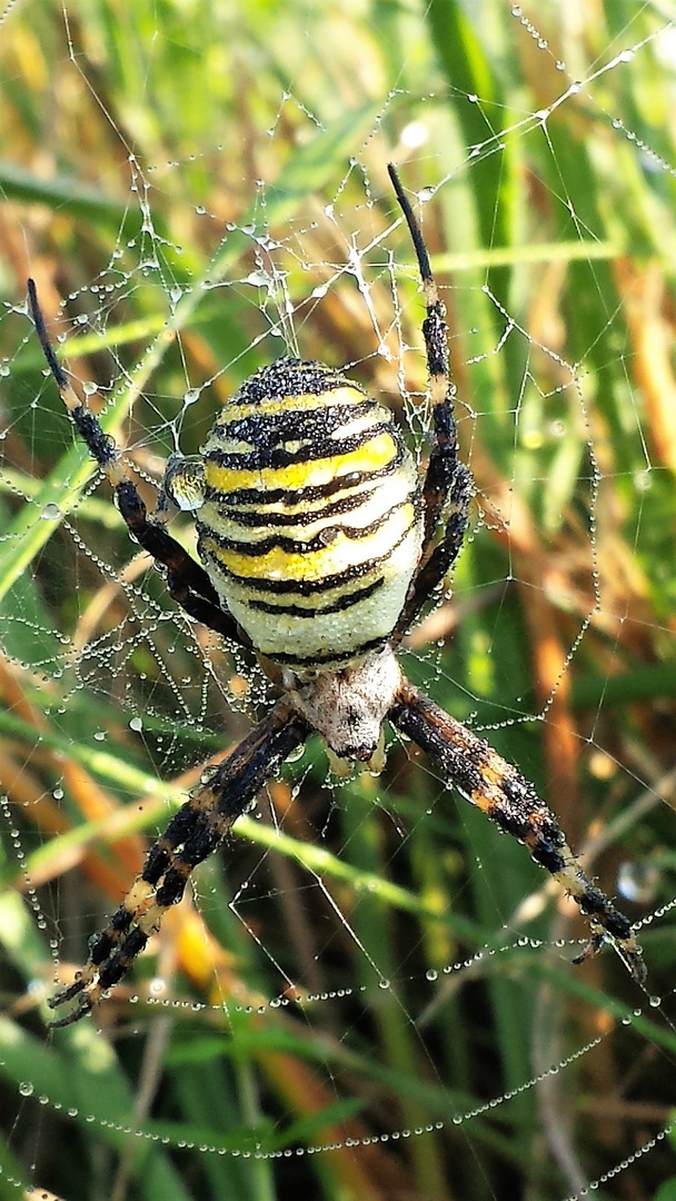 Wespenspinne / Tiegerspinne