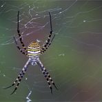 Wespenspinne vor dem Regen im Abufera NP