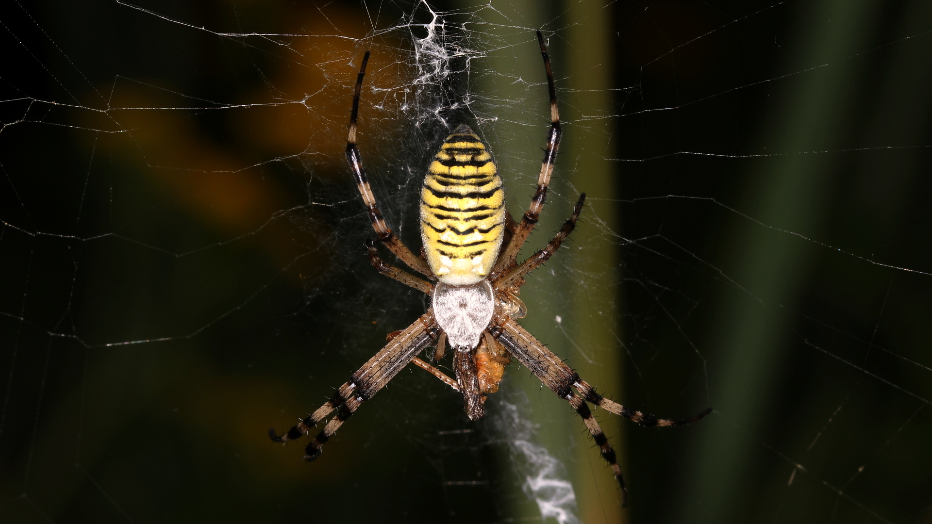 Wespenspinne (Weibchen)