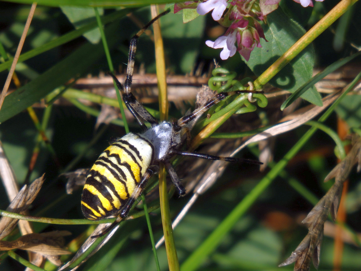 Wespenspinne-Weibchen (Argiope bruennichi) -  im heimischen Garten