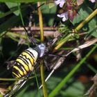 Wespenspinne-Weibchen (Argiope bruennichi) -  im heimischen Garten