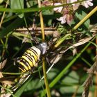 Wespenspinne-Weibchen (Argiope bruennichi) -  im heimischen Garten