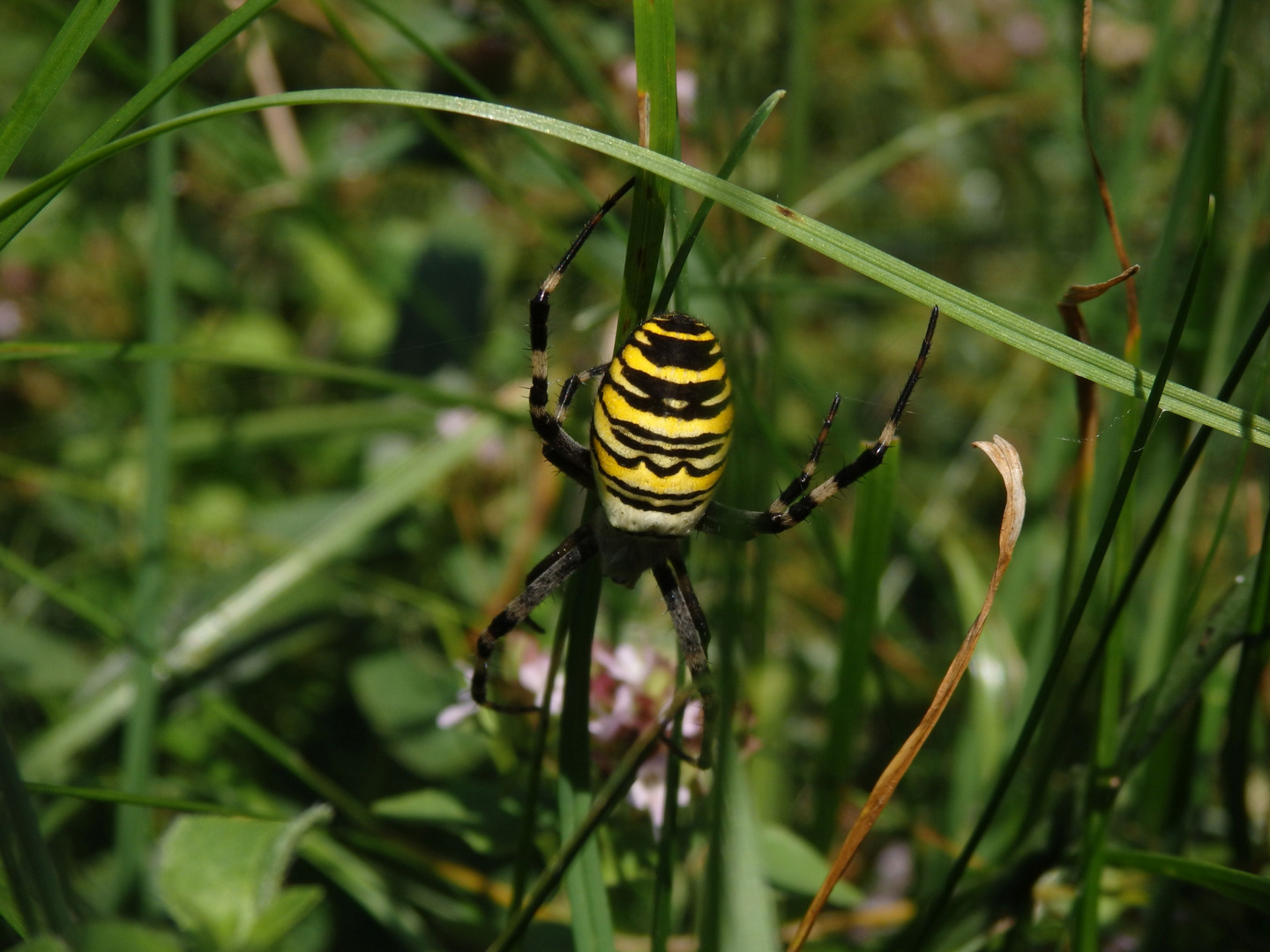 Wespenspinne-Weibchen (Argiope bruennichi) -  im heimischen Garten