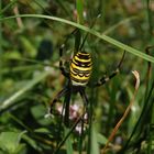 Wespenspinne-Weibchen (Argiope bruennichi) -  im heimischen Garten