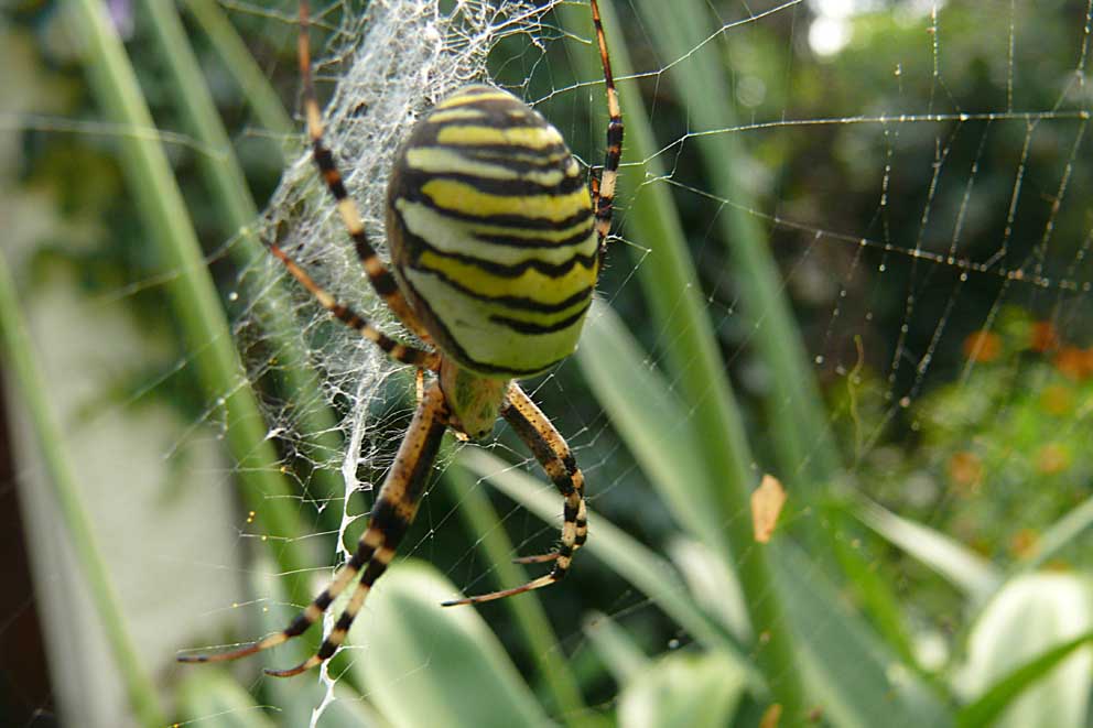 WEspenspinne (Weibchen) im Netz