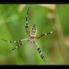 Wespenspinne, Zebraspinne - Argiope bruennichi