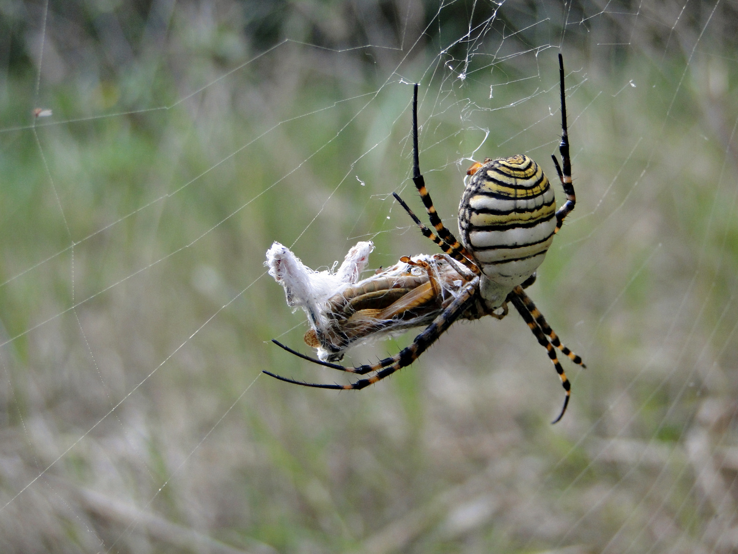 Wespenspinne ( Zebraspinne ), Argiope bruennichi ( Mallorca )