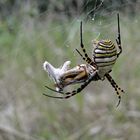 Wespenspinne ( Zebraspinne ), Argiope bruennichi ( Mallorca )